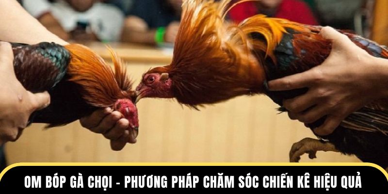 Om bóp gà chọi